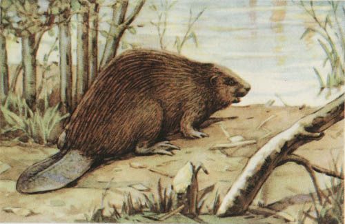 рисунок бобра