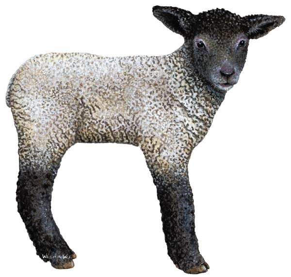 рисунок ягненка
