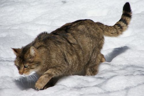 кошка