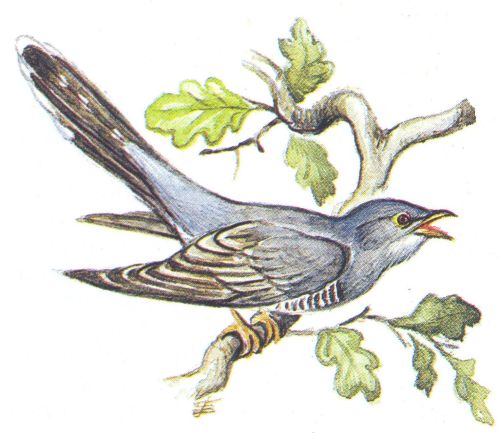 рисунок кукушки