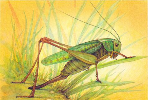 рисунок кузнечика