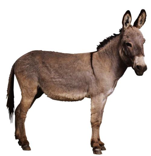 осёл