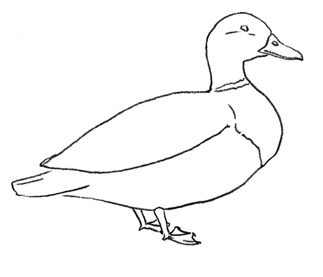 рисунок утки 3
