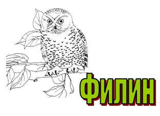 буква ф - филин