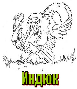 буква И - индюк