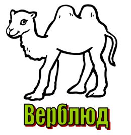 буква в - верблюд