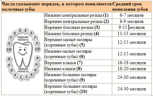 таблица прорезывания зубов