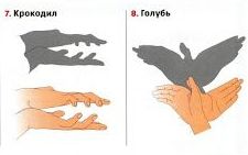крокодил и голубь из рук